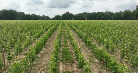 Vineyard rows with grape plant in the area of Bordeaux. Vídeos de archivo 244980571