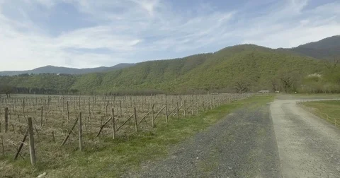 Vineyard With Rows Of Grapes Stock Footage 75837181