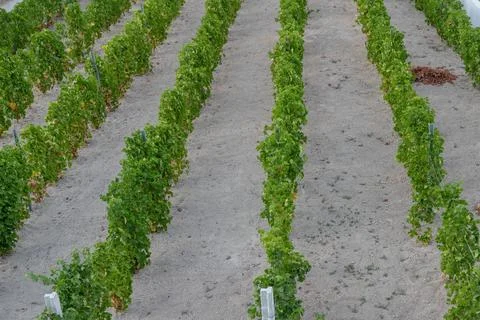 Vineyard with rows of grapevines and dense green foliage in rural Portugal. Foto stock