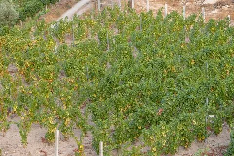 Vineyard with rows of grapevines and dense green foliage in rural Portugal. Stock Photos