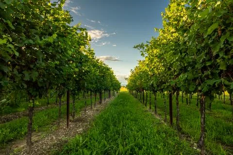 Vineyard - rows of grapevines Stockfoto's