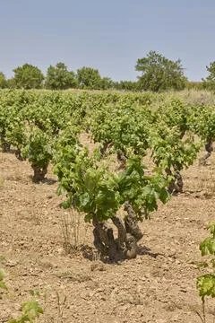 Vineyard rows growing on dry soil under summer sunshine Stock Photos
