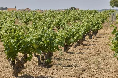 Vineyard rows growing on dry soil under summer sunshine Stock Photos