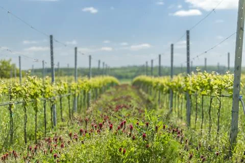 Vineyard rows growing with red clover in spring Foto stock