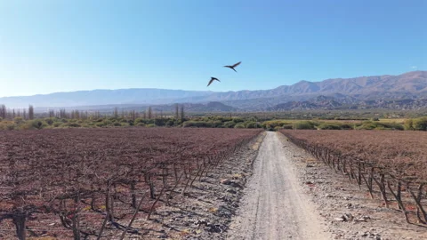 Vineyard rows in La Rioja Argentina with Andes mountains landscape, wine Video stock 318724343