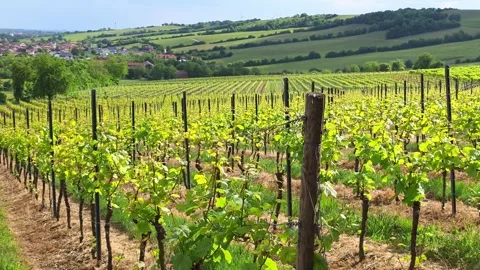 Vineyard rows lead toward a distant European village nestled among hills an.. Video stock 340926270
