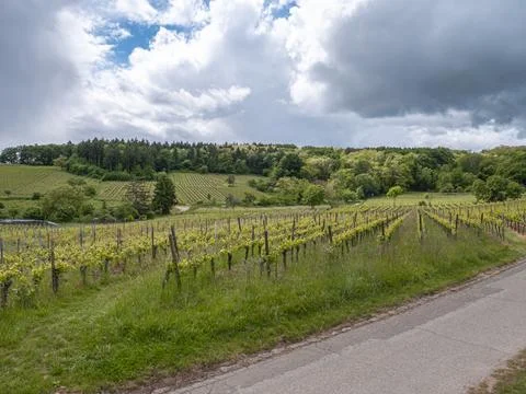 Vineyard rows leading to a forested hillside under bright shifting clouds Stock Photos