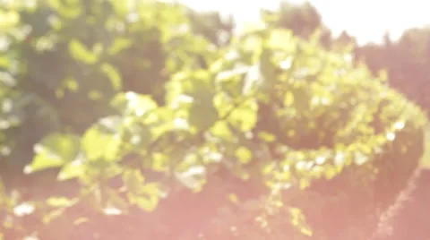 Vineyard Rows with Lens Flare 스톡 동영상 62649368
