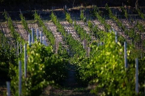 Vineyard Rows in Lush Greenery Under Golden Sunlight Stock Photos