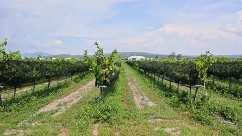 Vineyard Rows With Netting Trellis System Queretaro Wine Region Central Stock Footage 345439854
