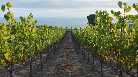 Vineyard rows with ocean backdrop and ripening grapes on vines Stock Footage 337686655