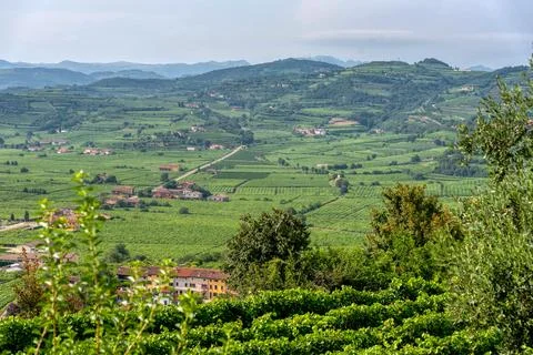Vineyard Rows with Panoramic View of Rolling Hills in Marostica Italy Stock Photos