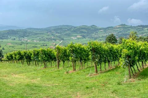 Vineyard Rows with Panoramic View of Rolling Hills in Marostica Italy Stock Photos