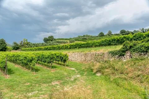 Vineyard Rows with Panoramic View of Rolling Hills in Marostica Italy Stock Photos
