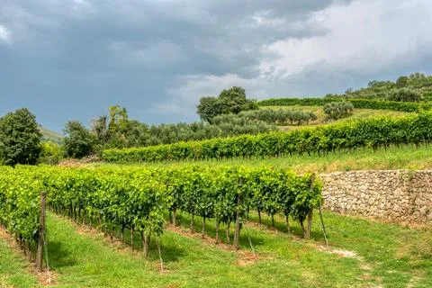 Vineyard Rows with Panoramic View of Rolling Hills in Marostica Italy Stock Photos