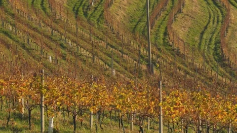 Vineyard Rows Pattern Slovenia Autumn Agriculture Landscape Stock Footage 333014704