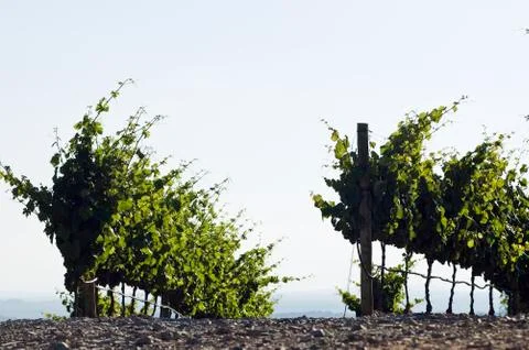 Vineyard rows Stock Photos