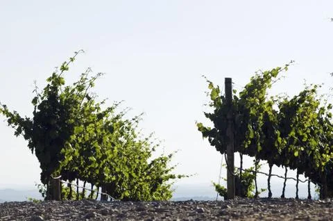 Vineyard rows Stock Photos