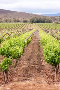 Vineyard with rows of plants Foto stock