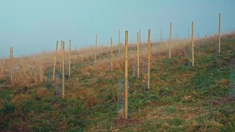 Vineyard Rows in Preparation on a Hillside Field Stock Footage 337583394