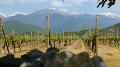 Vineyard rows, private winemaking business, breeding of grape varieties, crops Stock Footage 97932468