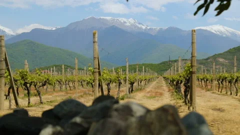 Vineyard rows, private winemaking business, breeding of grape varieties, crops Stock Footage 98375796