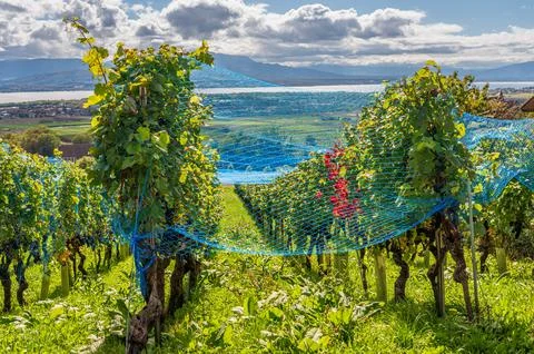 Vineyard Rows with Protective Nets Overlooking Lake Geneva in Switzerland. Stockfoto's