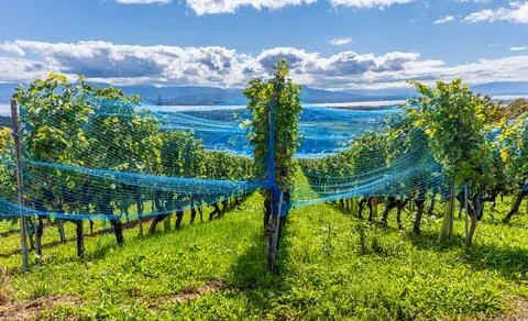 Vineyard Rows with Protective Nets Overlooking Lake Geneva in Switzerland. Fotos de archivo