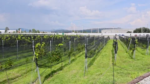 Vineyard Rows With Protective Netting Countryside Queretaro Wine Region Stock Footage 345439800