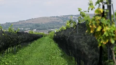 Vineyard Rows Protective Netting Queretaro Wine Region Central Mexico Stock Footage 345439619