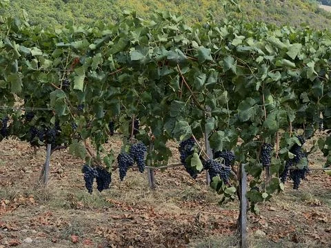 Vineyard rows with ripe blue grapes hanging from lush green vines Stock Photos