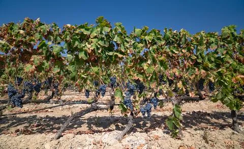 Vineyard rows with ripe grapes under clear blue sky Stock Photos