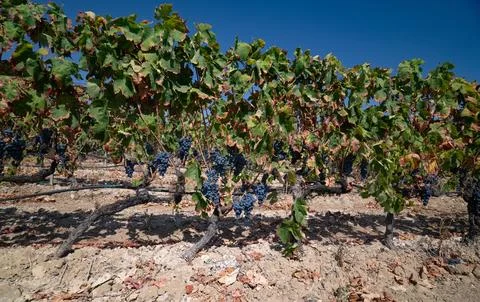 Vineyard rows with ripe grapes under clear blue sky Stock Photos