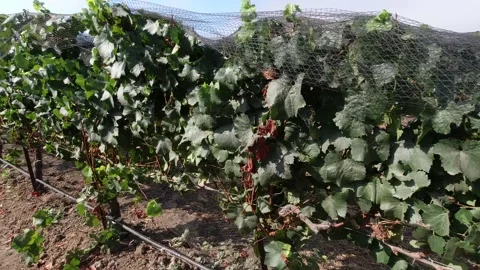 Vineyard rows in Santa Barbara County. Looks like they are picked at this point Stock Footage 140555883