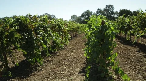 Vineyard Rows slider Vidéo 43261110