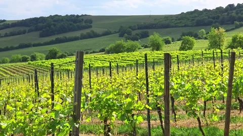 Vineyard rows spread across rolling hills with distant trees in a European .. Video stock 340241527
