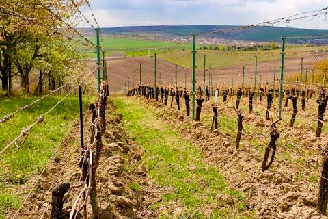 Vineyard rows in spring with blue sky Fotos de archivo