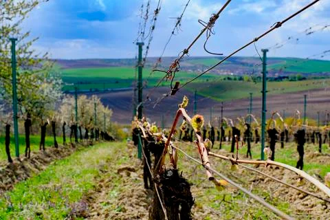 Vineyard rows in spring with blue sky. Фото