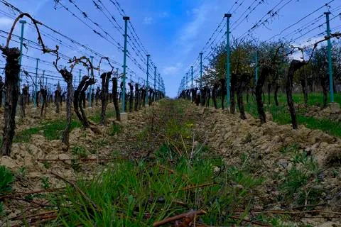 Vineyard rows in spring with blue sky. Vineyard rows. Stock-Fotos