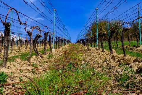 Vineyard rows in spring with blue sky. Vineyard rows. Fotos de archivo