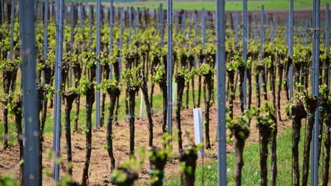 Vineyard rows in spring with gnarled grapevine trunks sprouting green shoots, Stock-Footage 342229729