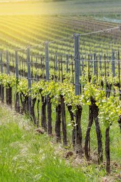 Vineyard rows in a springtime in Hungary Stock Photos