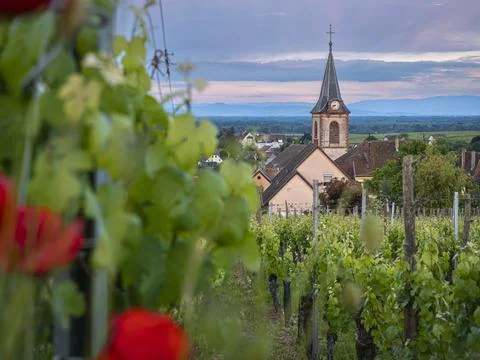 Vineyard rows stretch toward a distant village. Stock Photos