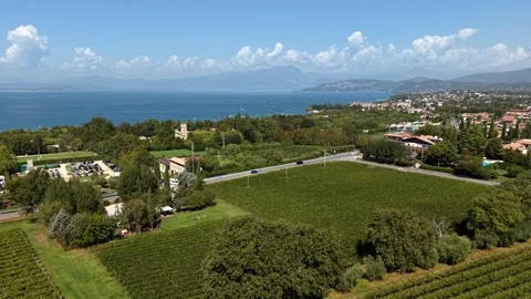 Vineyard rows stretch toward tree lined road with passing traffic, olive grove Stock Footage 345773631