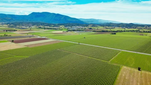 Vineyard rows stretching across agricultural land in northern Italy, aerial Stock Footage 335980788