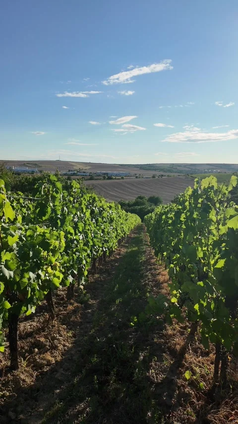 Vineyard rows stretching into the distance under a clear blue sky Stock Footage 343442168