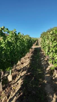 Vineyard rows stretching into the distance under a clear blue sky Stock Photos
