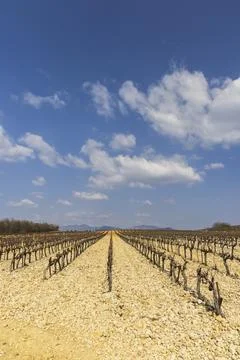 Vineyard rows stretching under blue sky in Valreas Foto stock