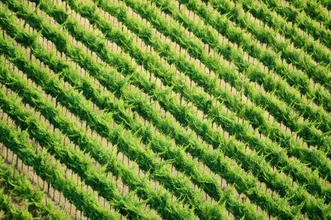Vineyard rows in summer Stock Photos