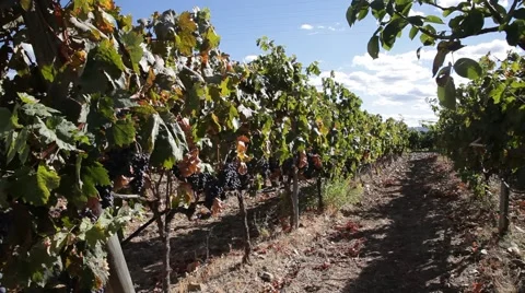 Vineyard rows on a sunny day Stock Footage 52815300